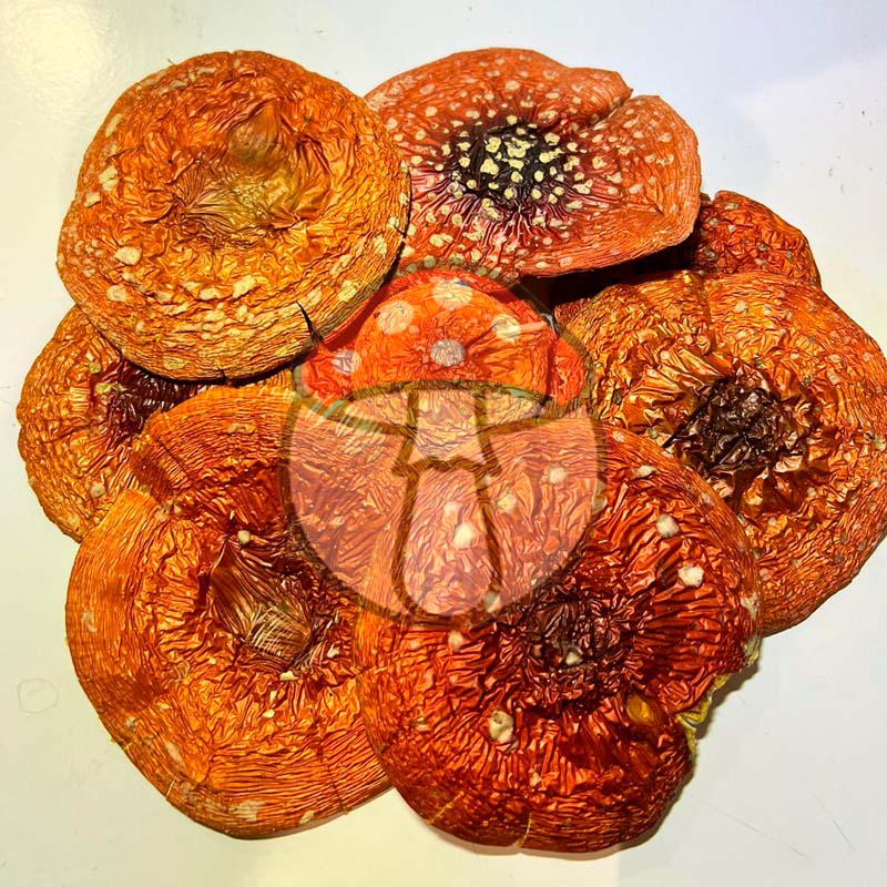 Fly Agaric (Amanita muscaria) — NEW HARVEST — 25 g